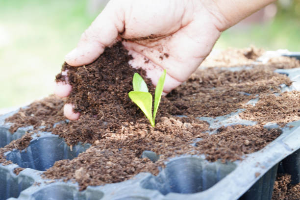istock Tree growing with hand, eco earth day, save world, save earth, go green 1469616927