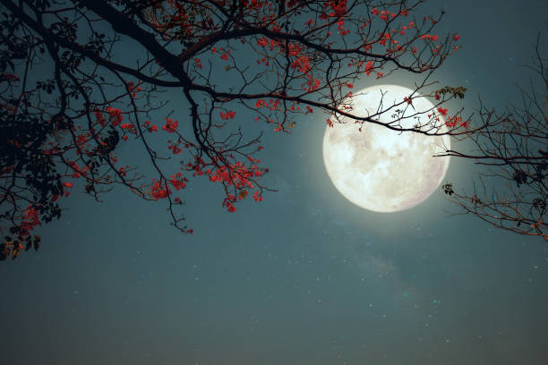 luna piena con il fiore - luna piena foto e immagini stock