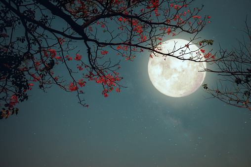 Romantic night scene - Beautiful pink flower blossom in night skies with full moon. sakura flower in night