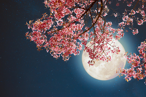 Romantic night scene - Beautiful pink flower blossom in night skies with full moon. sakura flower in night