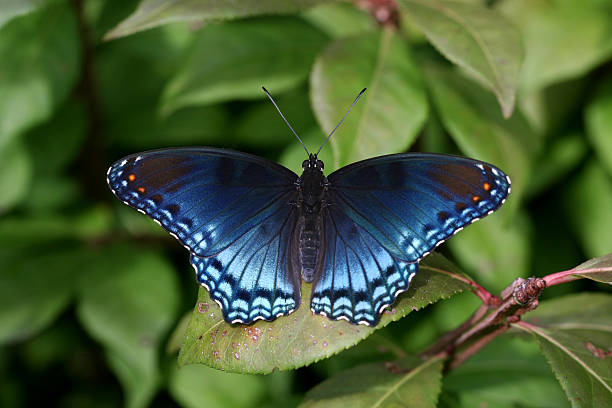 Red Spotted Purple Emperor stock photo