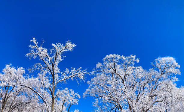Frosty White Winter Trees; Blue Sky Background. Copy space available.