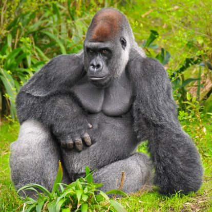 This gorilla is sitting and looking off in contemplation