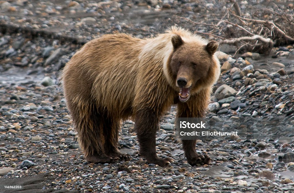 Grizzly Bear Sow telefone com seu filhote - Foto de stock de Alasca - Estado dos EUA royalty-free
