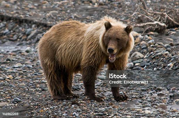 Foto de Grizzly Bear Sow Telefone Com Seu Filhote e mais fotos de stock de Alasca - Estado dos EUA - Alasca - Estado dos EUA, Animal selvagem, Exterior