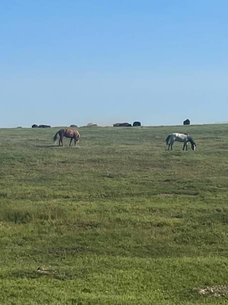 дикие лошади и буйволы в теодоре рузвельте, национальный парк в северной дакоте - north dakota theodore roosevelt national park mustang park стоковые фото и изображения
