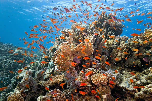 istock Shoal of anthias fish 146962318