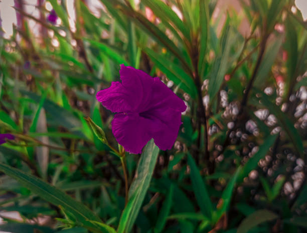 istock A selective focus RUELLIA SIMPLEX purple flower, nature background 1469623782