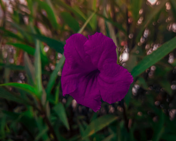istock A selective focus RUELLIA SIMPLEX purple flower, nature background 1469623943