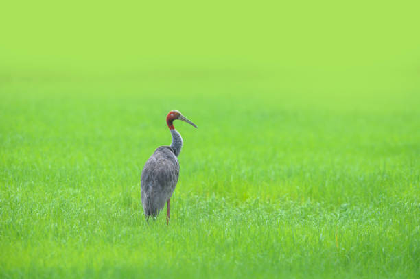 istock Eastern Sarus Crane, A large, beautiful and rare bird. 1469624144