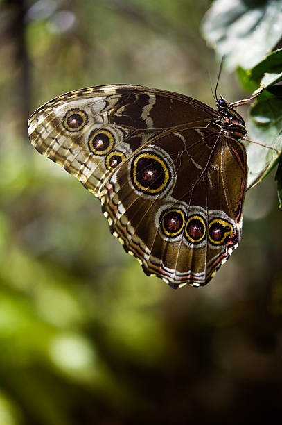 istock Blue Morpho butterfly with closed wings 146962483