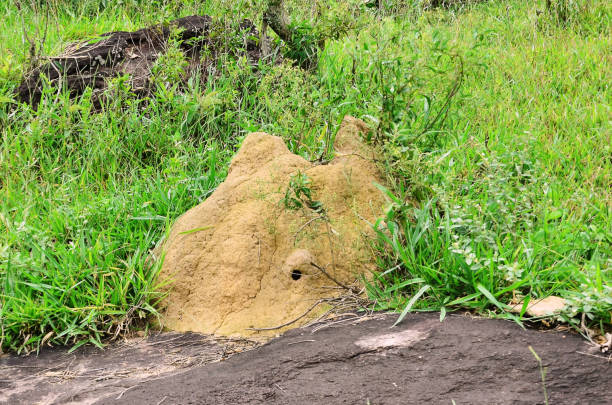 istock A large termite mound in the field 1469624962