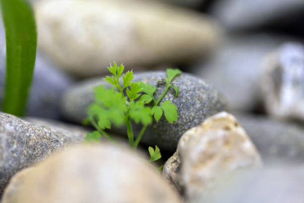 Parsley leaves growing in between the rocks