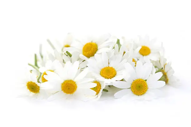 pile of camomille flowers on white - flowers and plants