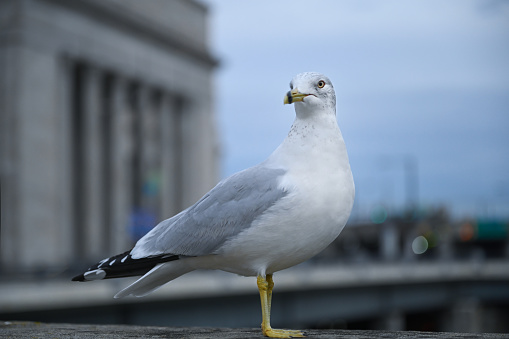 A seagull sits on a railing and looks into the camera
