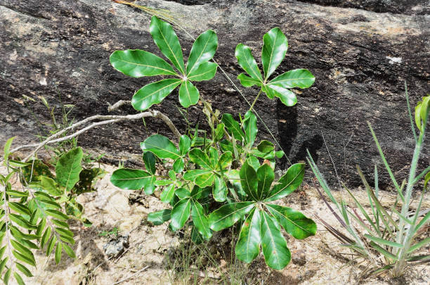 istock Pachira flaviflora growing in the field 1469626105