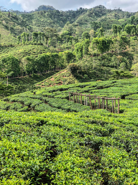 istock The Fresh tea gardens with green panoramic view 1469626408