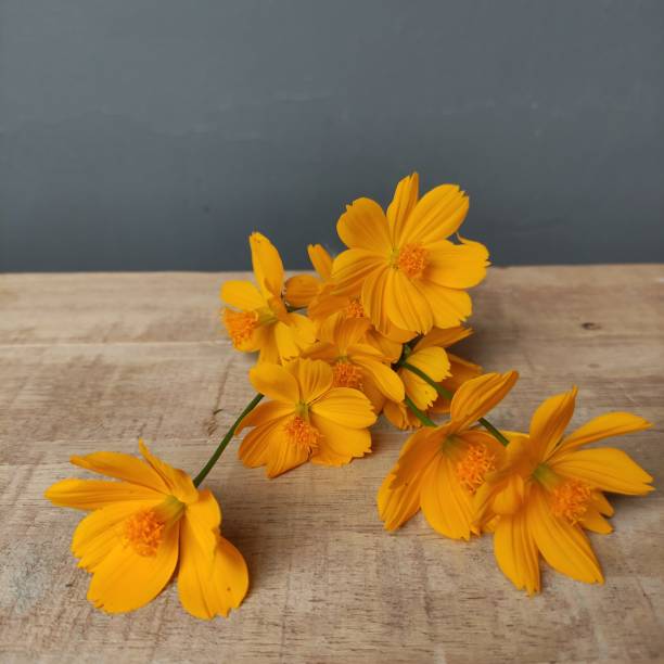 istock BEAUTIFUL YELLOW COSMOS FLOWER. 1469628550