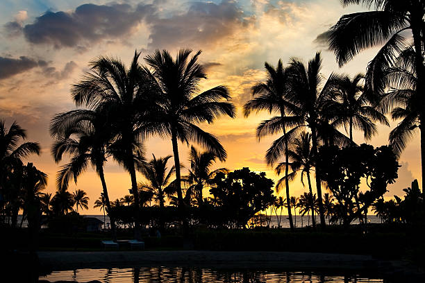 Beach palm silhouettes stock photo