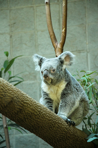 An adult koala climbs a trunk at the Columbus Zoological and Botanical Gardens.