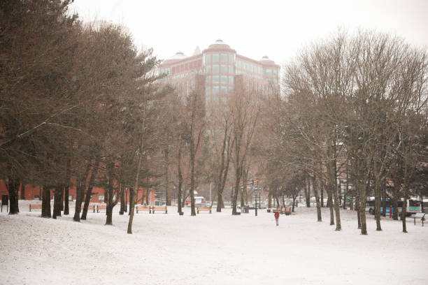 Snow in the park with trees during winter