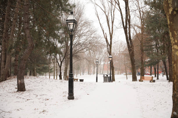 istock Snow in the park with trees during winter 1469629444