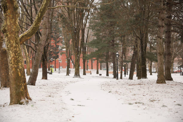 istock Snow in the park with trees during winter 1469629453