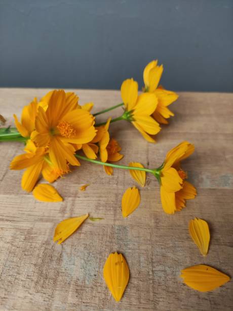 istock BEAUTIFUL YELLOW COSMOS FLOWER. 1469629489