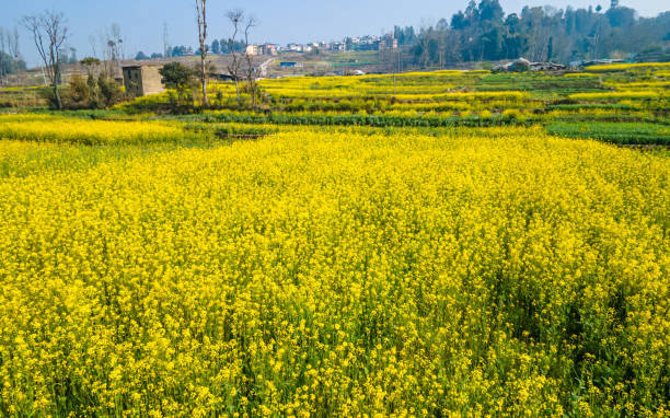 istock blossom mustard farmland 1469629538
