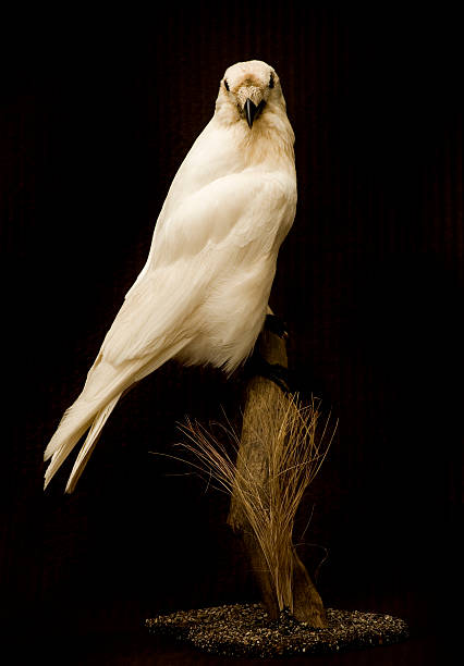 White Crow stock photo