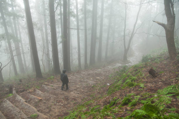 man walking on a path in foggy forest man walking on a path in foggy forest satoyama scenery stock pictures, royalty-free photos & images