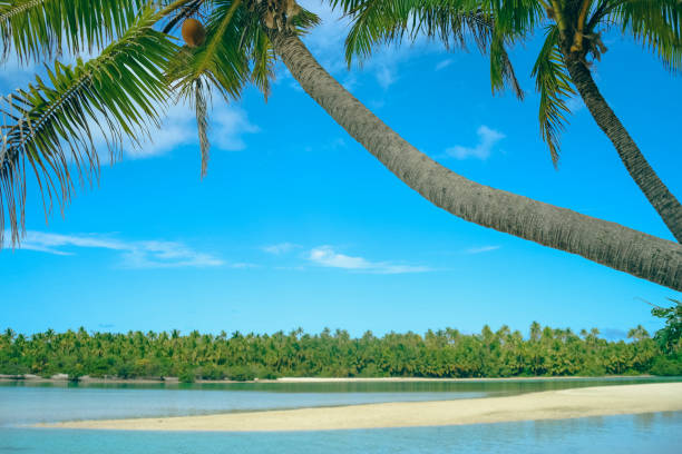 istock Palm trees leaning over idyllic tropical lagoon 1469630504