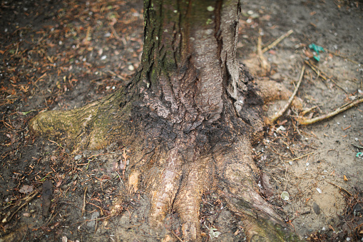 Tree trunk and roots nature wooden outdoors