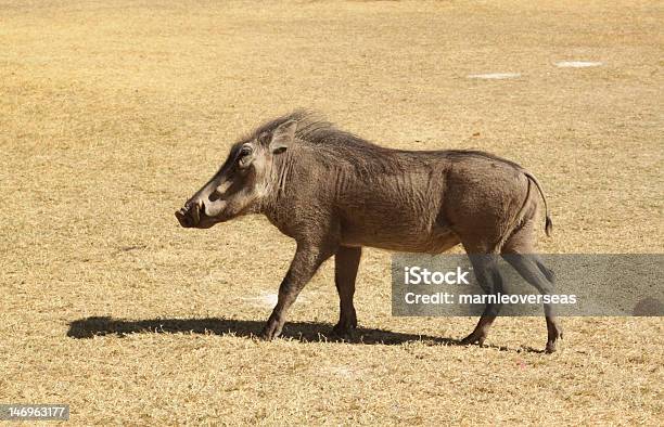 Warthog Stock Photo - Download Image Now - Africa, Animals In The Wild, Grass