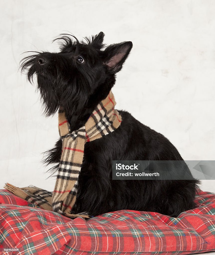 Scottie - Foto stock royalty-free di Aberdeen - Scozia