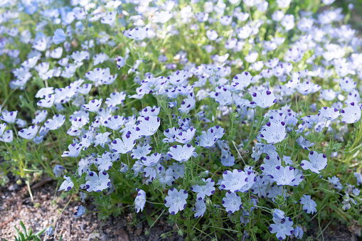 This stock photo features a beautiful close-up shot of delicate pale blue forget-me-not flowers blooming in a flower bed. These small and dainty flowers are a sight to behold, and are perfect for adding a touch of softness to any design project.