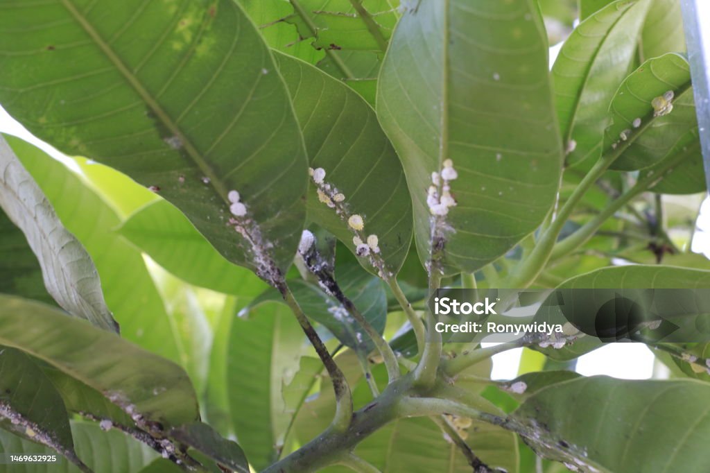 Insect In Mango Mealybug A Pest On Mango Leaves Stock Photo - Download Image Now ...
