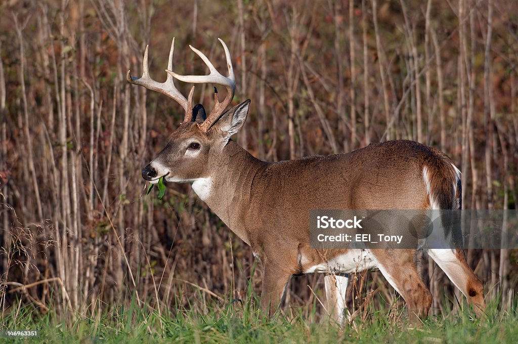 Whitetail deer buck Whitetail deer buck feeding on the edge of an open meadow Animal Stock Photo