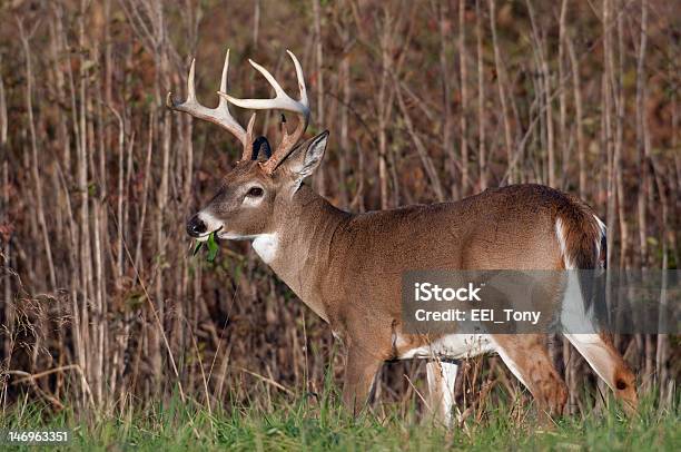 Whitetail Deer Buck Stock Photo - Download Image Now - Animal, Animal Wildlife, Animals In The Wild