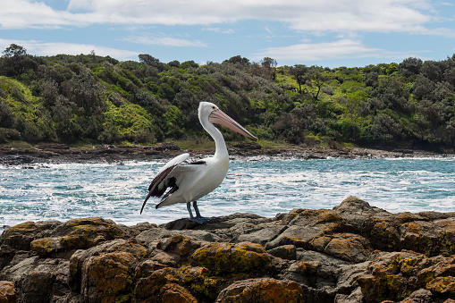 Australian pelican perched on rocks preparing to take flight, Shellharbour Killalea Beach, New South Wales, Australia