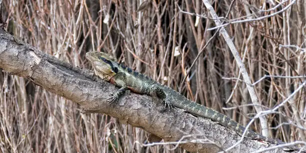 Eastern water dragon, Physignathus lesueurii, Brisbane, Australia, perched on branch