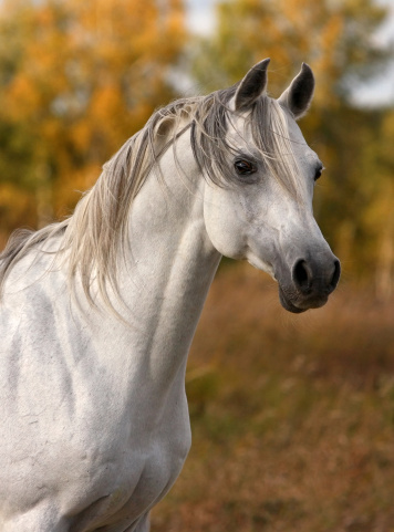 White arabian horse portrait in autumn. The stallion is standing on the meadow and looking somewhere with lot of attention.