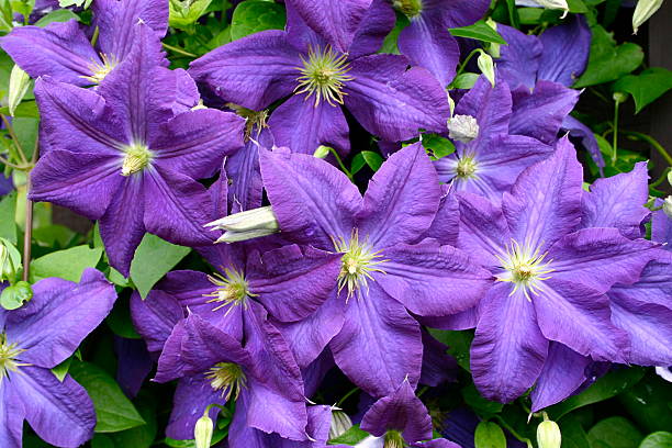 Purple and Green Clematis stock photo