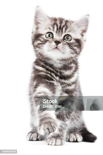 Britische Kätzchen Auf Weiß Backgrounf Stockfoto und mehr Bilder von Blick nach oben - Blick nach oben, Britische Kultur, Domestizierte Tiere