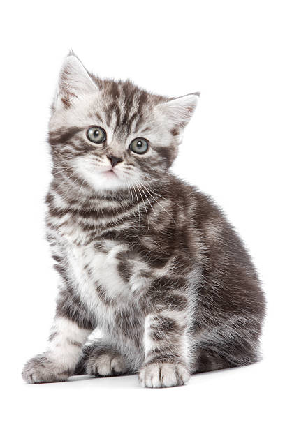 istock British kitten on white backgrounf 146963485