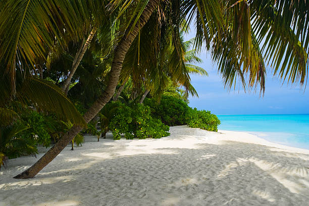 istock Sea and tropical beach 146963568