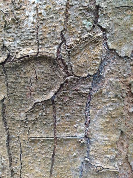 istock Swietenia mahagoni tree bark texture 1469635797