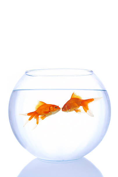 istock goldfishes in love 146963724