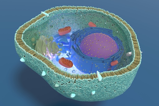 Sección transversal de una célula viva. Organelos. Núcleo, retículo endoplásmico, aparato de Golgi, mitocondrias, membrana plasmática, etc. photo