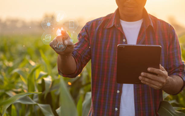 istock Farmer using digital tablet in corn crop cultivated field with smart farming interface icons and light flare sunset effect. Smart and new technology for agriculture business concept. 1469639782